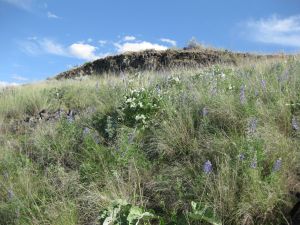 Grassland with Lupine, Arrowleaf Balsamroot, and Idaho Fescue